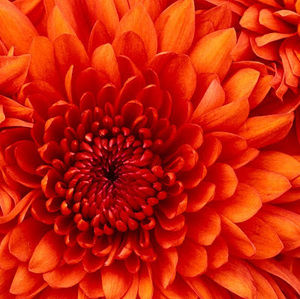 Meet your Posher, Ayala